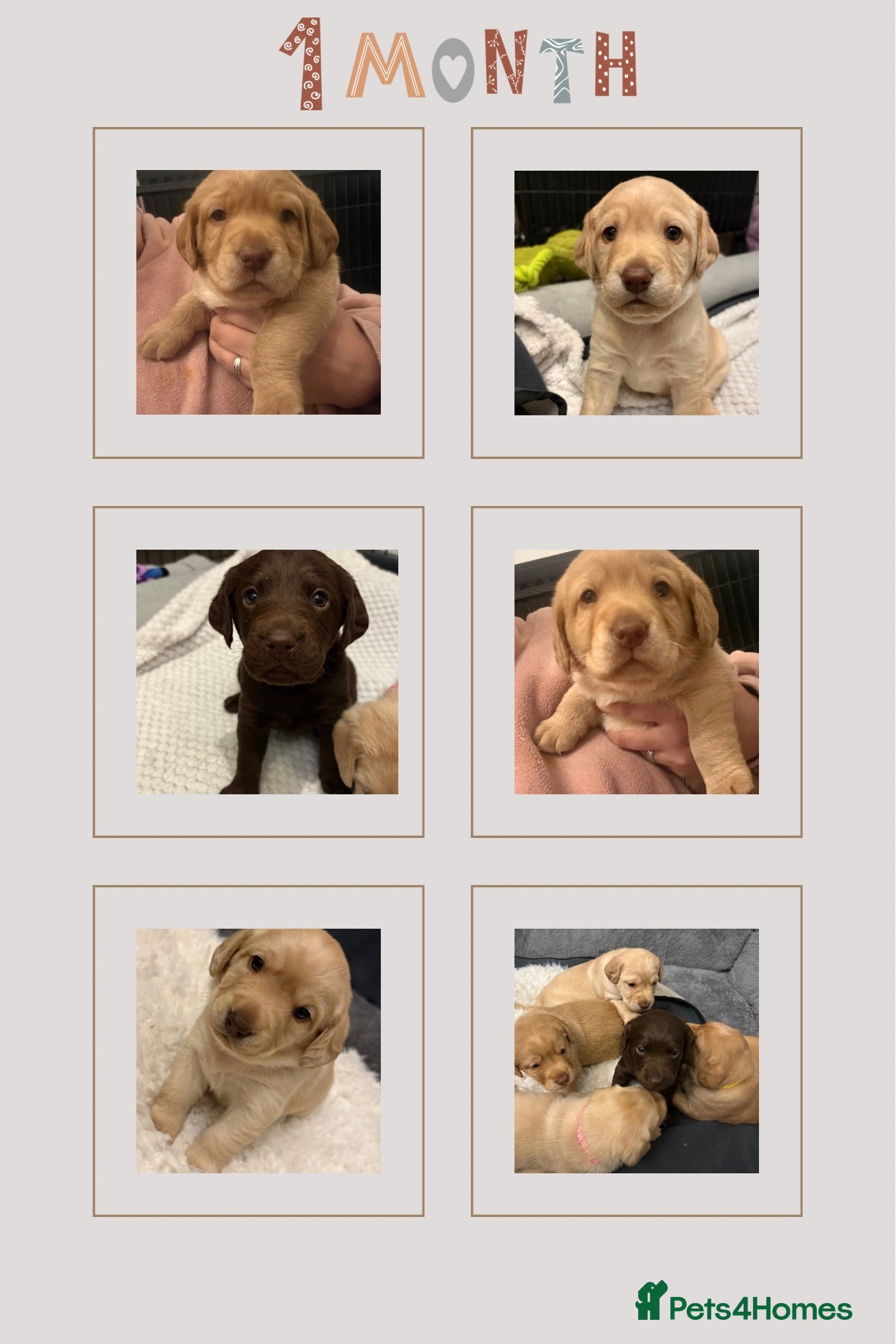 Cockerdor dogs Labrador / Cockerdor Puppies  - Advert 4