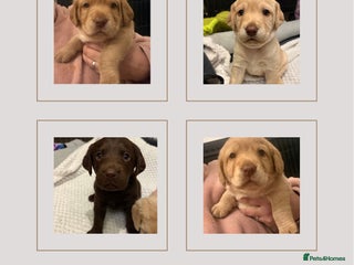 Cockerdor dogs Labrador / Cockerdor Puppies - Advert 15