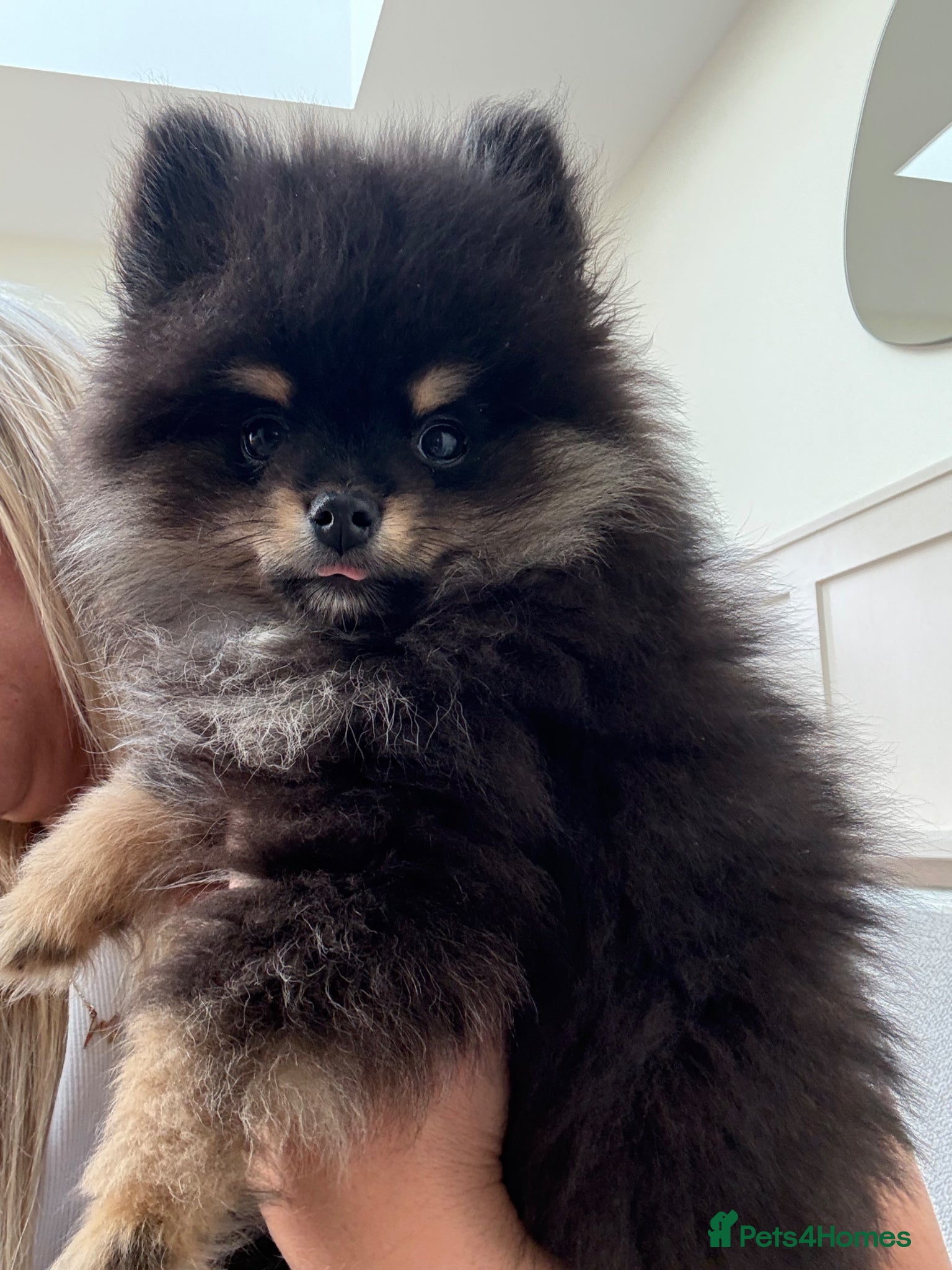 Pomeranian dogs Gorgeous boy Pomeranian puppie - Advert 1