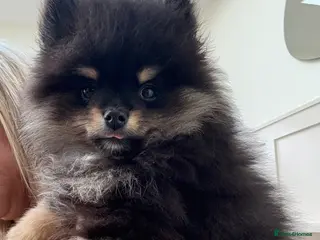 Pomeranian dogs Gorgeous boy Pomeranian puppie - Advert 1