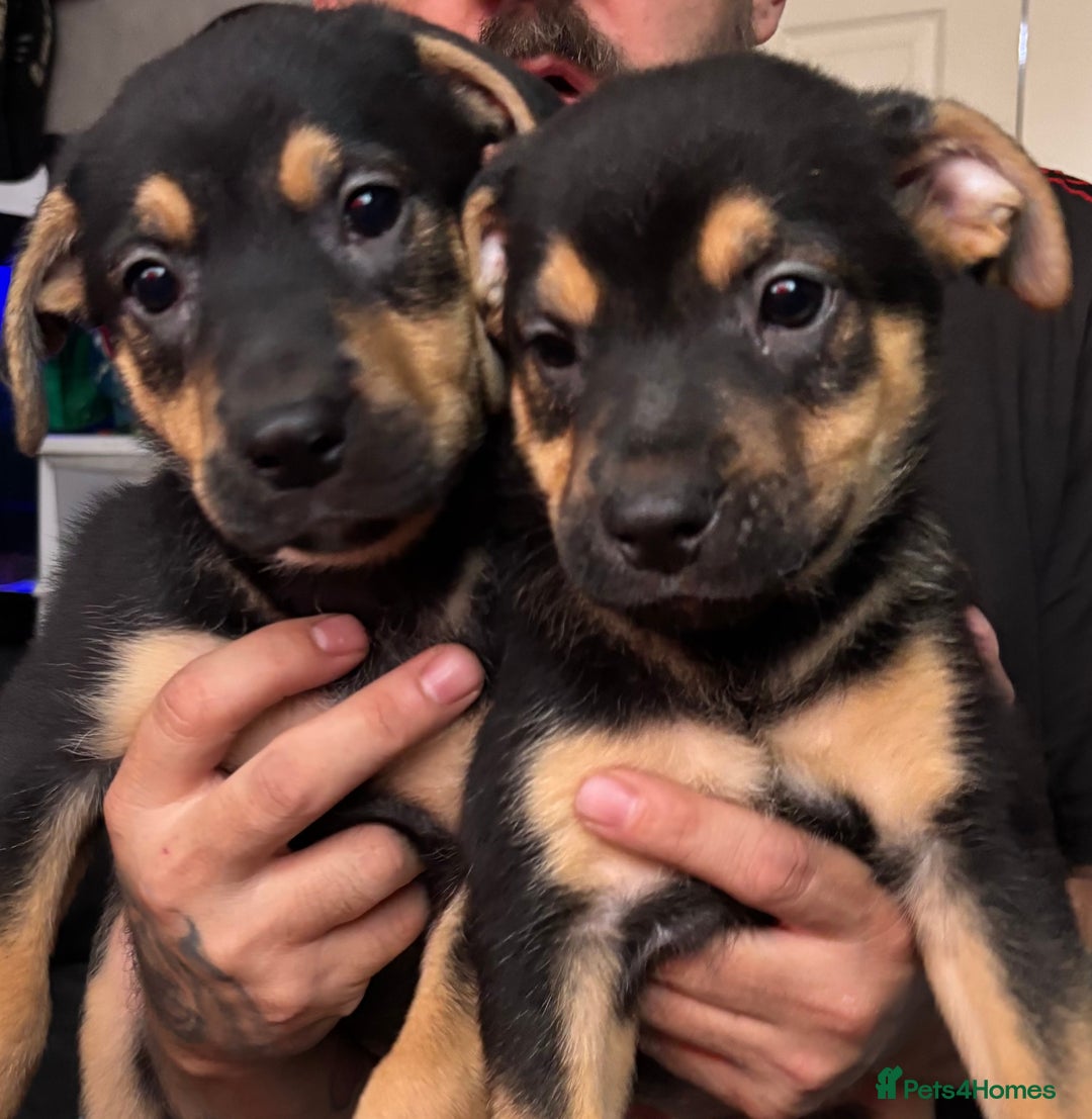 Mixed Breed dogs for sale: german shepard x old tyme bulldog  - Image 14