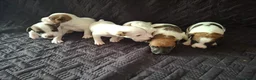 Parson Russell dogs for sale: 6 Parson Russell Terrier Pups for sale - Advert 10