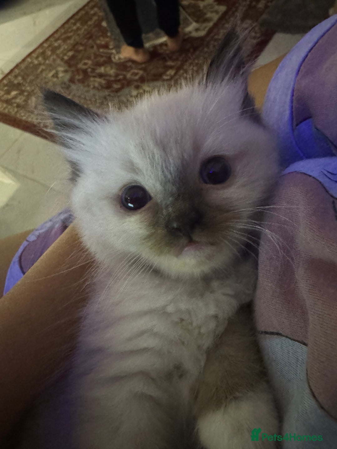 Ragdoll cats for sale: Pure fluffy Ragdoll kittens looking for5 star home - Image 6