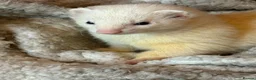 Ferret rodents for sale: Two ferrets one cream one miniature pole cat - Advert 6