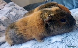 Guinea Pig rodents for sale: Pairs of Sows - Happy, Healthy, Friendly Sows - Image 23