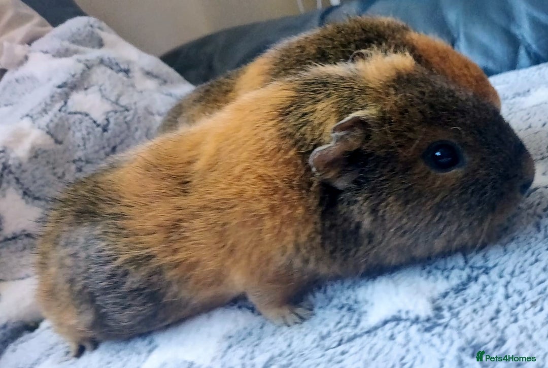 Guinea Pig rodents for sale: Pairs of Sows - Happy, Healthy, Friendly Sows - Image 23