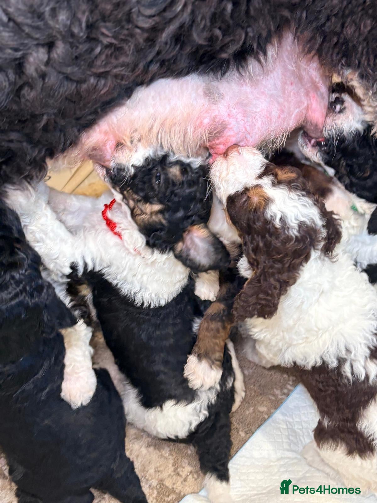 Bernedoodle dogs F1b health tested bernedoodle pups - Advert 2