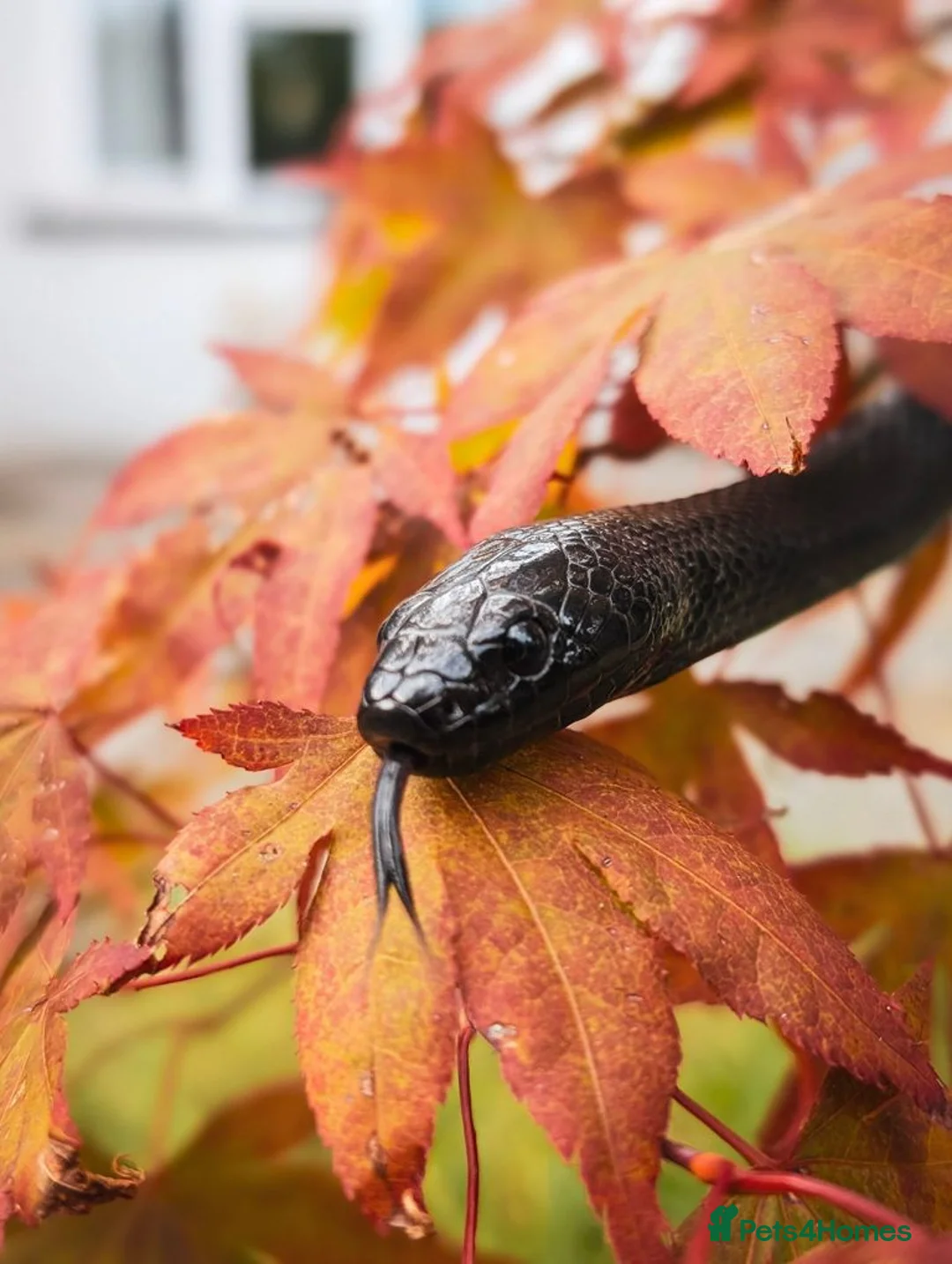 King Snake reptiles for sale: Mexican black kingsnake female  in Cardiff - Advert 2