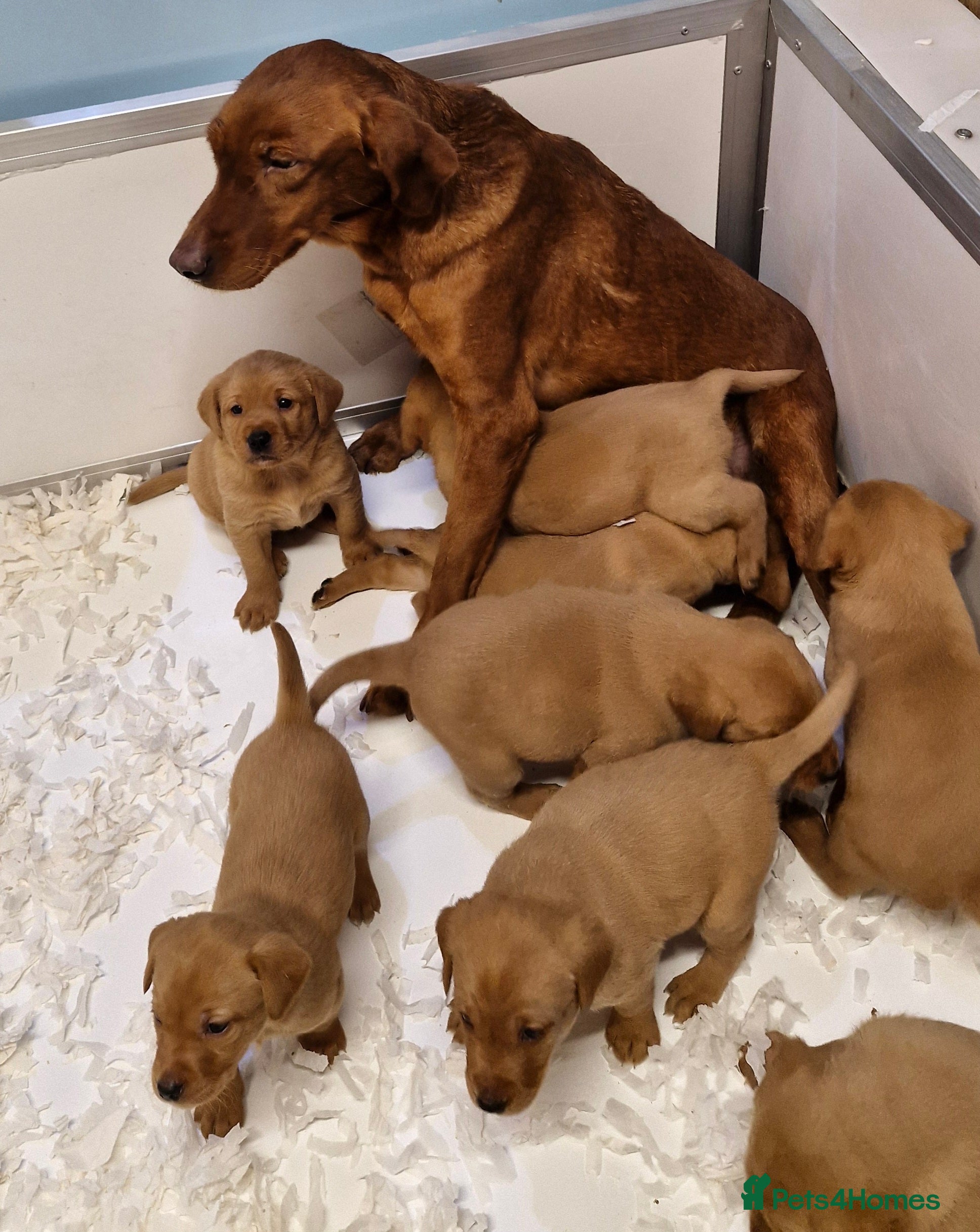 Labrador Retriever dogs Kc Fox Red Lab Pups From Health Tested Parents  - Advert 5