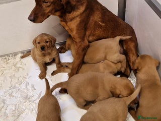 Labrador Retriever dogs Kc Fox Red Lab Pups From Health Tested Parents - Advert 1