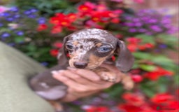 Miniature Dachshund dogs for sale: KC, PRAclear, licensed, health certificates  - Image 13