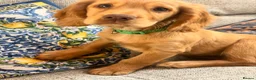 Cocker Spaniel dogs for sale: Golden cocker spaniel  in Abergele - Advert 7