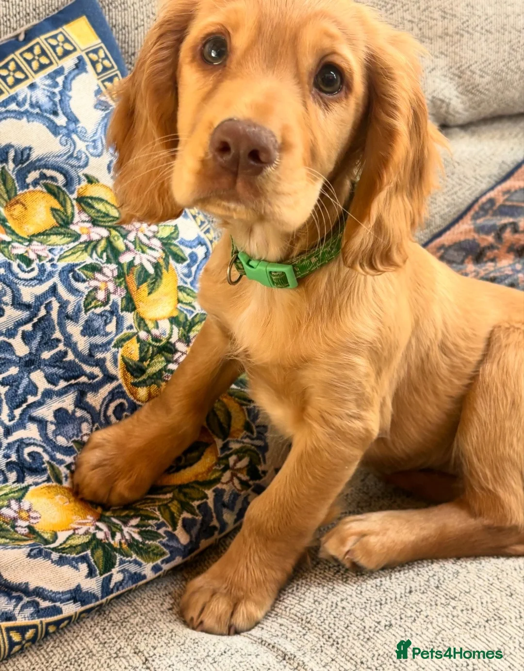 Cocker Spaniel dogs for sale: Golden cocker spaniel  in Abergele - Advert 7