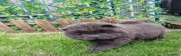 Chow Chow dogs for sale: 10 week old chow chows  - Advert 10