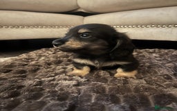 Miniature Dachshund dogs for sale: KC Reg PRA Clear Miniature Dachshunds  - Image 7