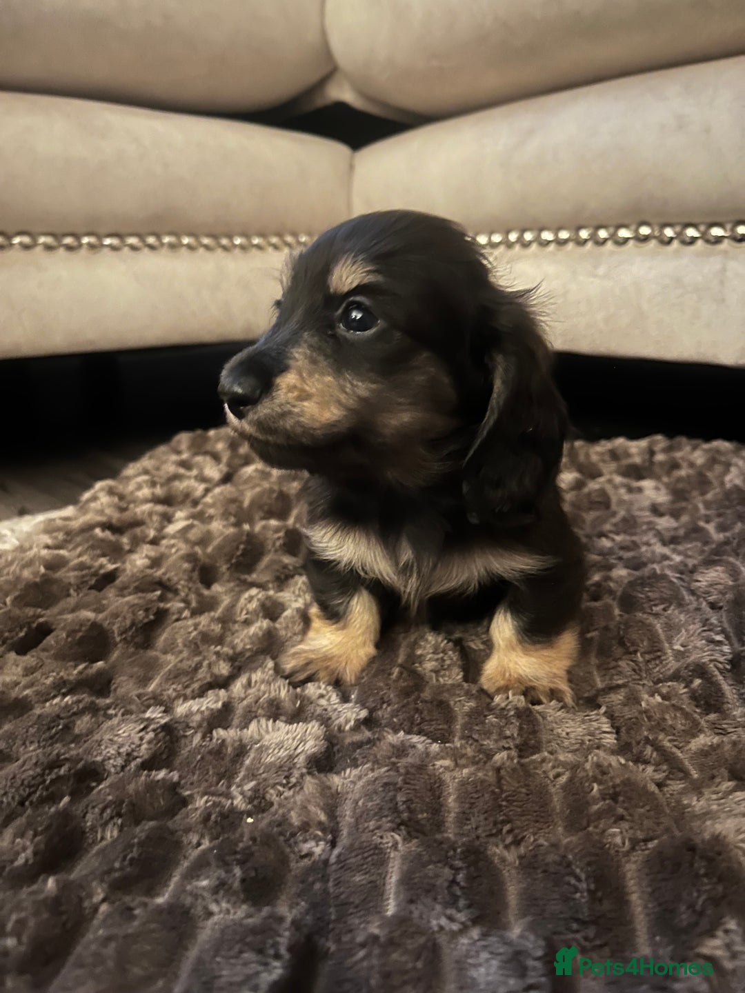 Miniature Dachshund dogs for sale: KC Reg PRA Clear Miniature Dachshunds  - Image 7