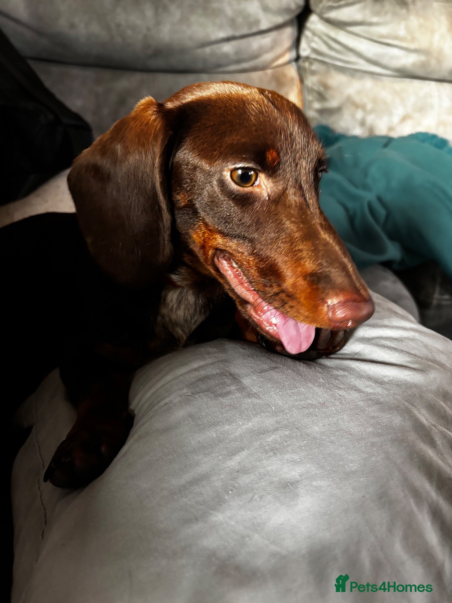 Miniature Dachshund dogs Miniature Dachshund - Advert 1