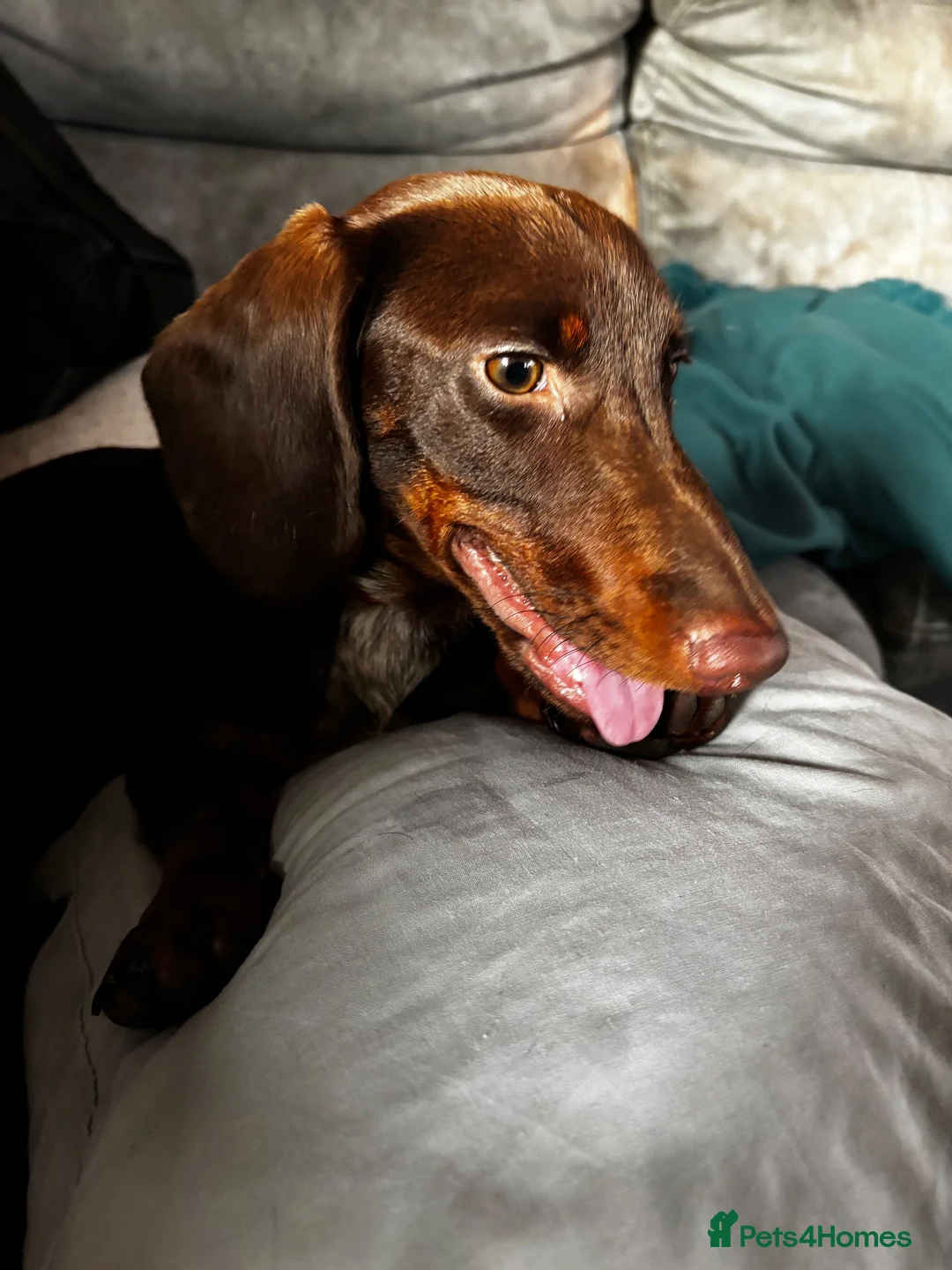 Miniature Dachshund dogs for sale: Miniature Dachshund in Enfield - Advert 1