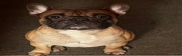 French Bulldog dogs for stud: Mani standard red silver fbce RFG 1  in Edinburgh - Advert 18