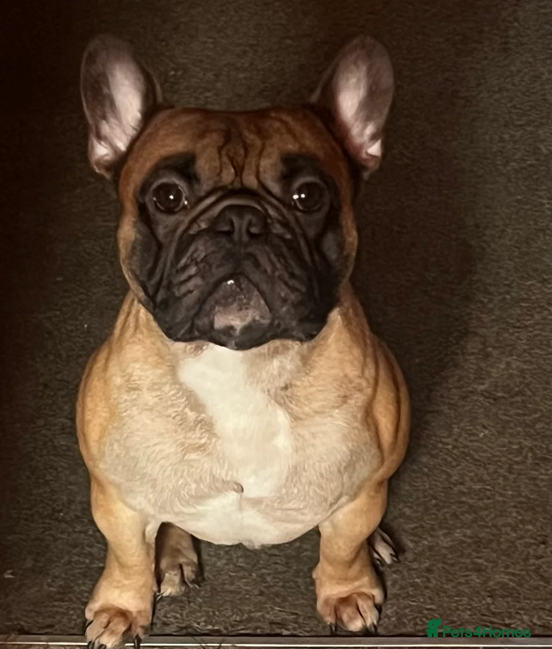 French Bulldog dogs for stud: Mani standard red silver fbce RFG 1  in Edinburgh - Advert 17