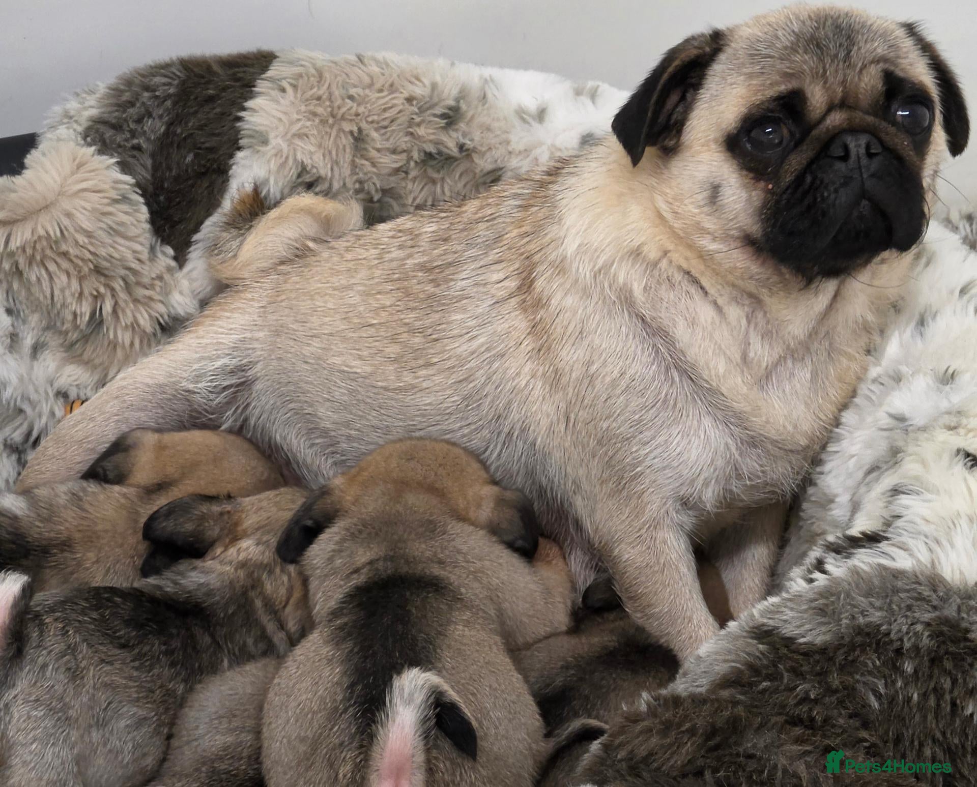 Pug dogs Pug puppies  - Advert 1