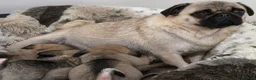 Pug dogs for sale: Pug puppies  in Newton Abbot - Advert 1