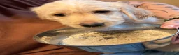 Labradoodle dogs for sale: Stunning Labradoodle puppies - Advert 10