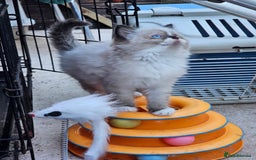 Ragdoll cats for sale: Ragdoll kittens - Image 24