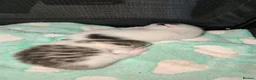 Mixed Breed cats for sale: 2 female kittens to go to a good home  in Macclesfield - Advert 28
