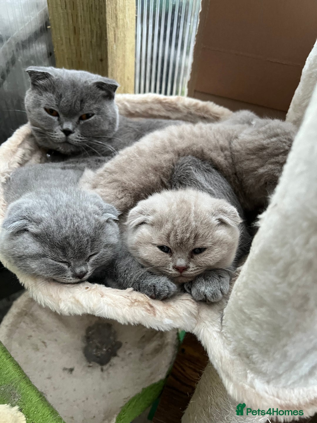 Mixed Breed cats for sale: Beautiful kittens available for loving homes. - Advert 3