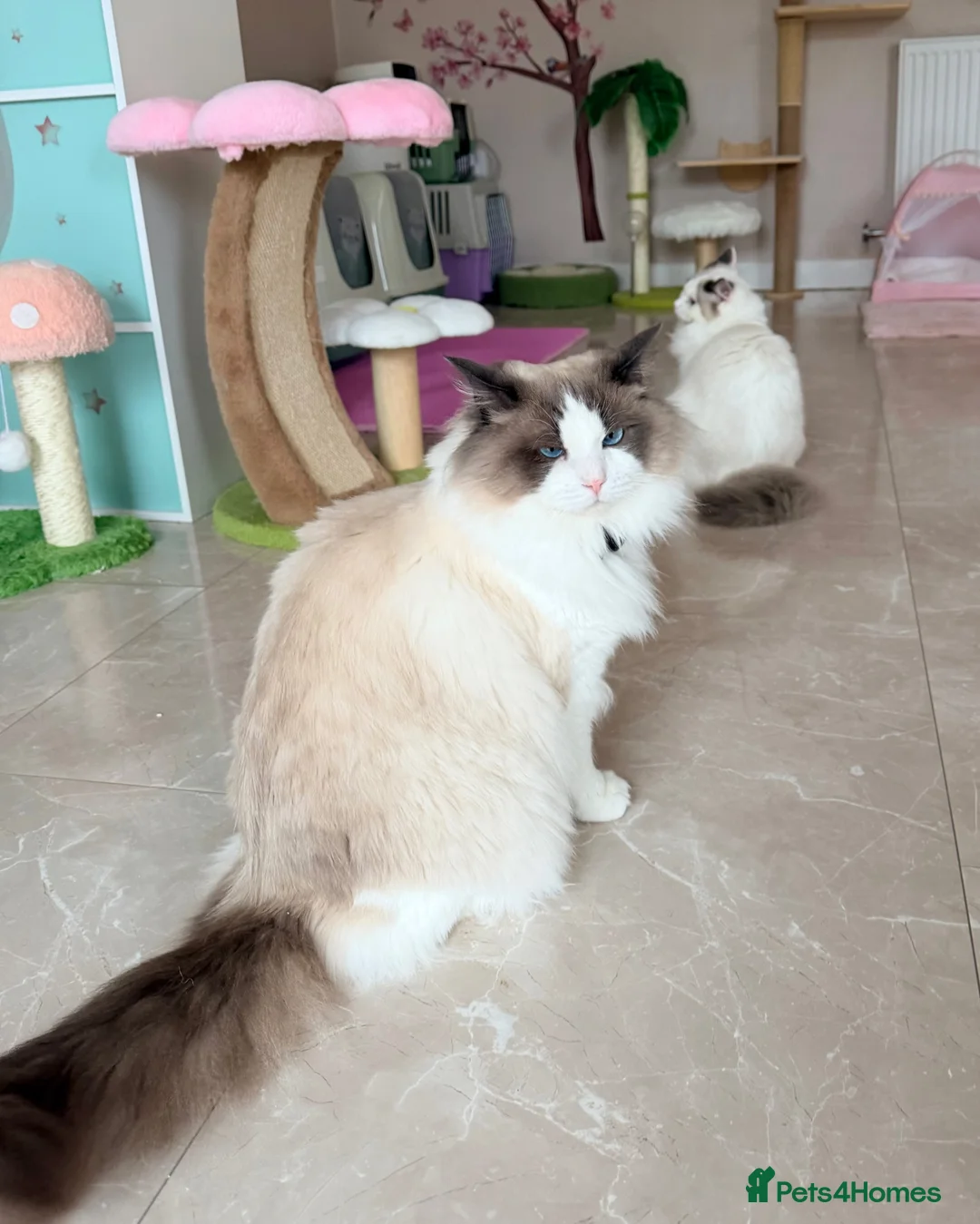 Ragdoll cats for sale: Beautiful show quality mature Ragdoll boy - Advert 4