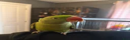 Parrots birds for sale: Alexandrine parrot 10 months  - Advert 4
