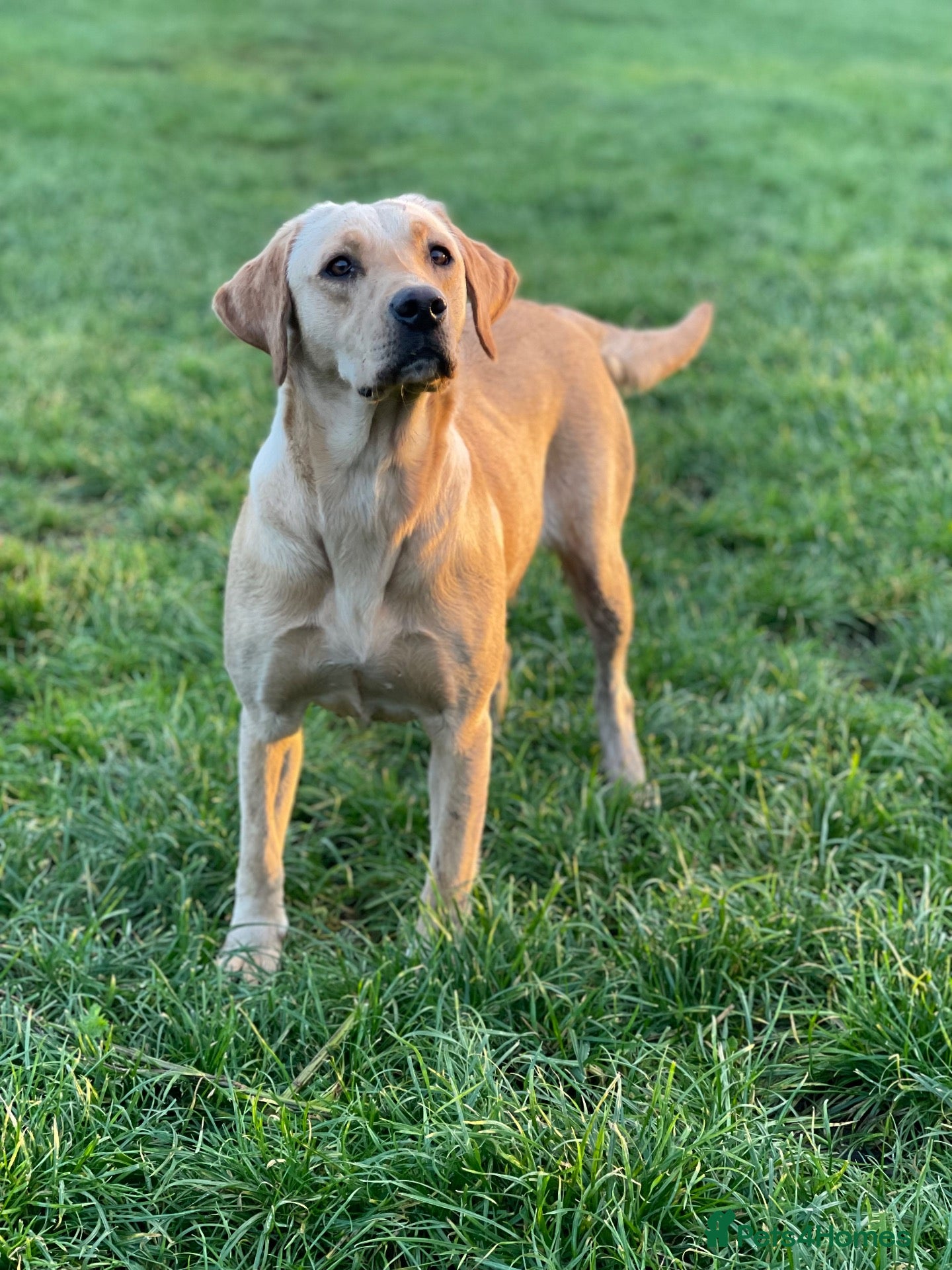 Labrador Retriever dogs KC Labradors - parents health tested  - Advert 1