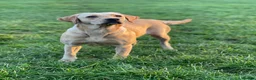 Labrador Retriever dogs for sale: KC Labradors - parents health tested  - Advert 1