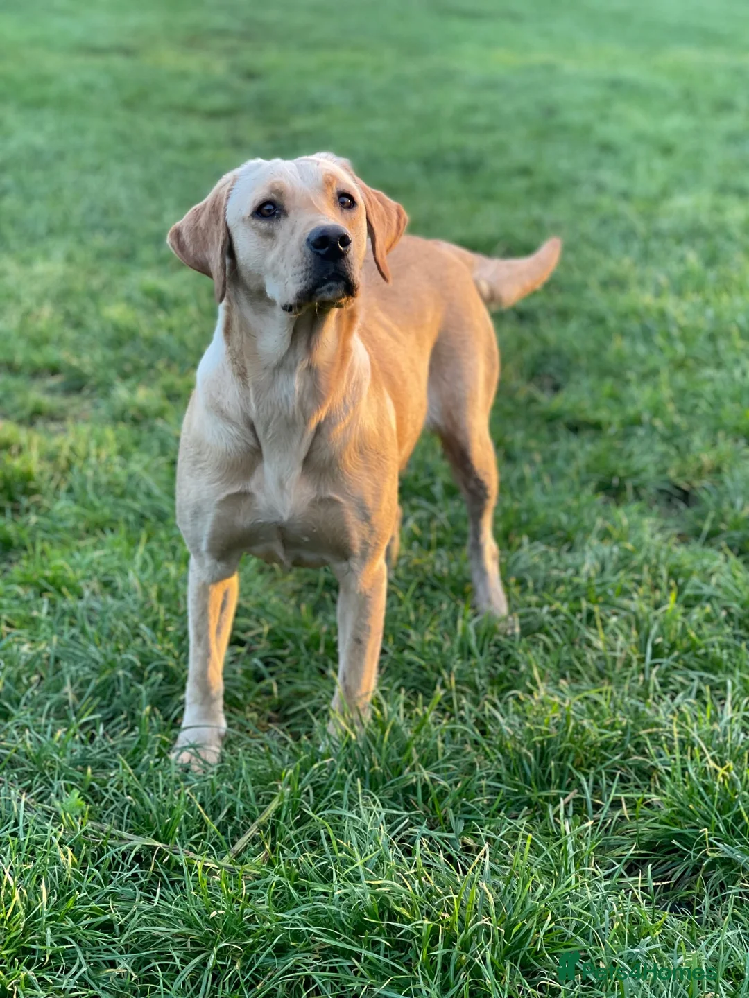 Labrador Retriever dogs for sale: KC Labradors - parents health tested  - Advert 1