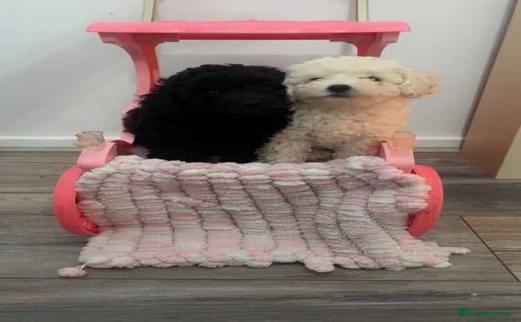 Toy Poodle dogs - Advert 9