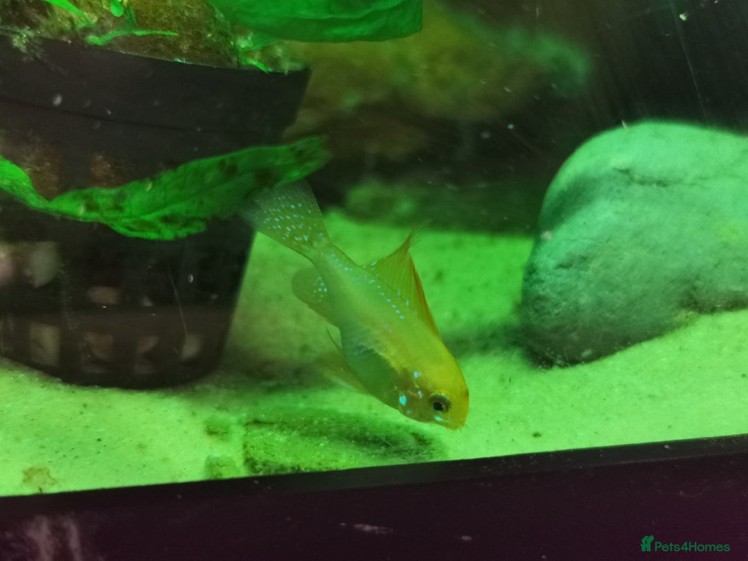 Catfish fish for sale: German Rams Various kinds - Image 3