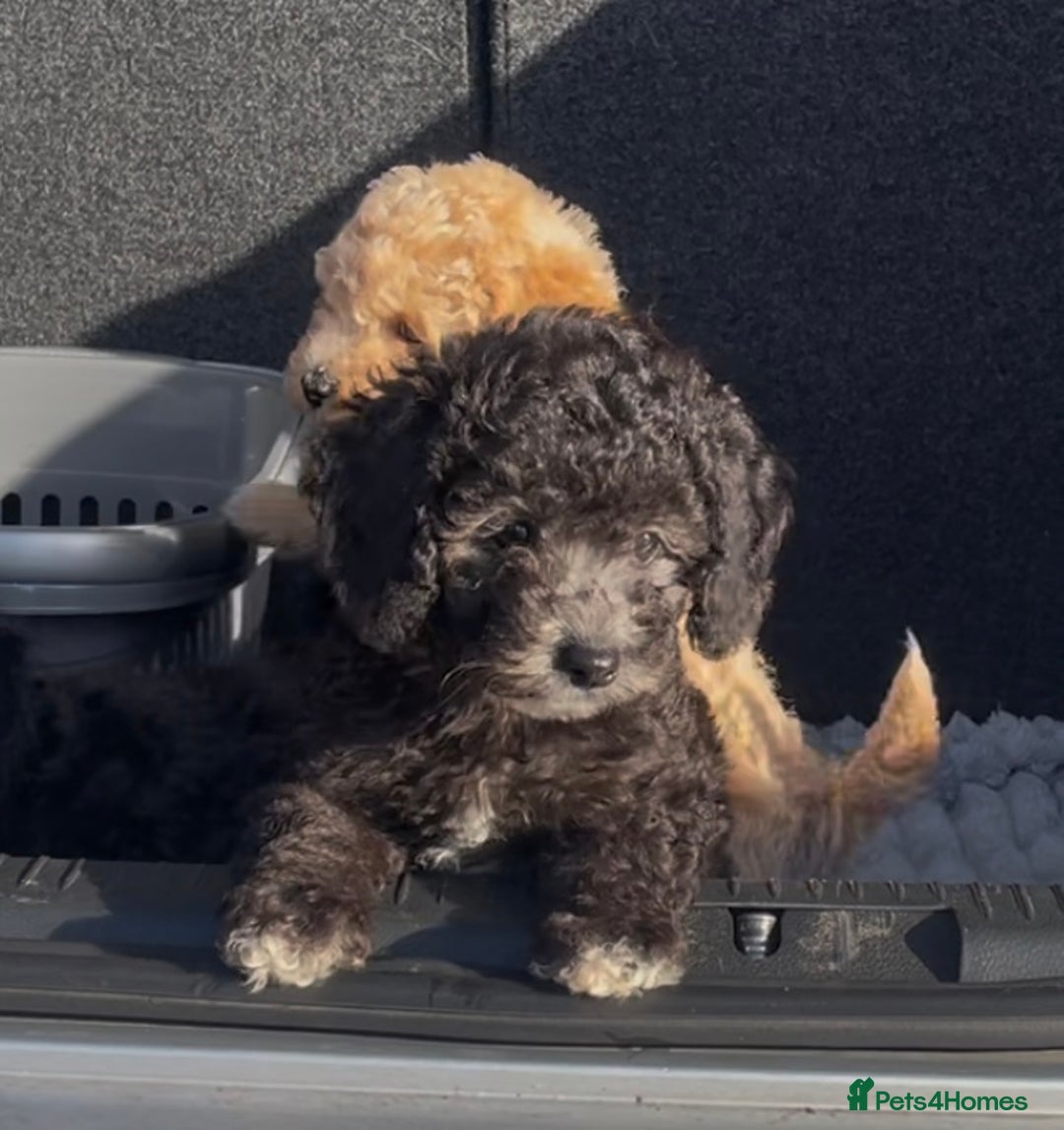 Miniature Poodle dogs for stud: Ozzie for stud only  - Image 19
