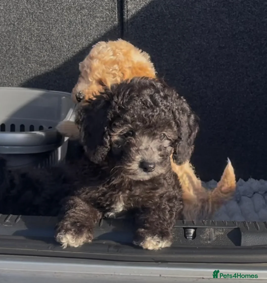 Miniature Poodle dogs for stud: Ozzie for stud only  - Advert 21