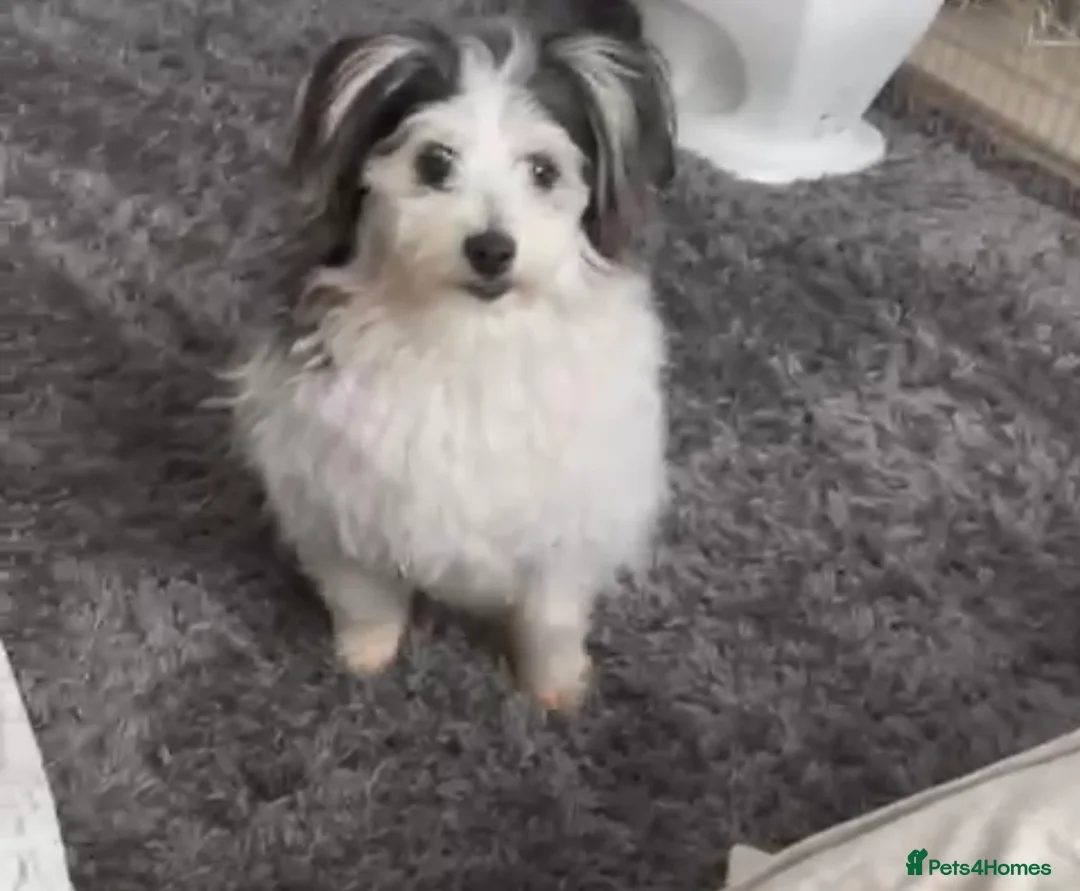 Maltipoo dogs for sale: 2 gorgeous dogs need forever home  - Advert 2