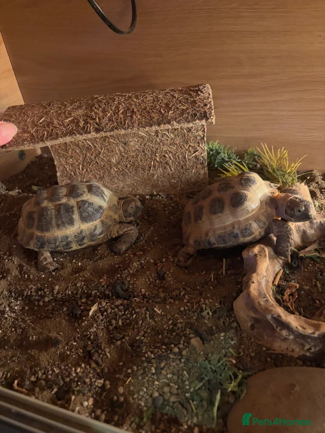 Tortoise reptiles for sale: Two Horsfield Tortoises  - Advert 1