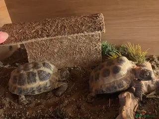 Tortoise reptiles Two Horsfield Tortoises - Advert 1