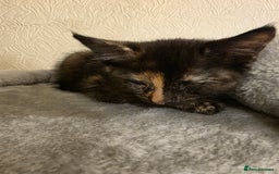 Domestic Shorthair cats for sale: 6 kittens ready for sale, 2 months old - Image 3