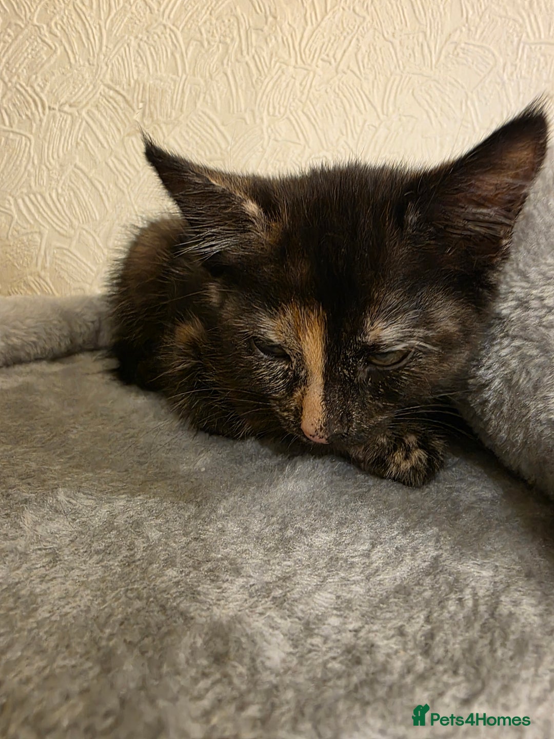 Domestic Shorthair cats for sale: 6 kittens ready for sale, 2 months old - Image 3