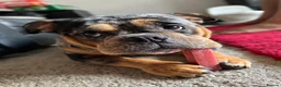 American Bully dogs for sale: 5 year old pocket bully - Advert 3
