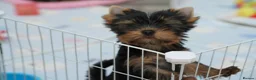 Yorkshire Terrier dogs for sale: Adorable KC reg: girl 💕 - Advert 7