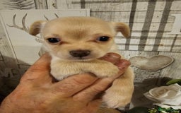 Chihuahua dogs for sale: Chihuahua  - Image 18