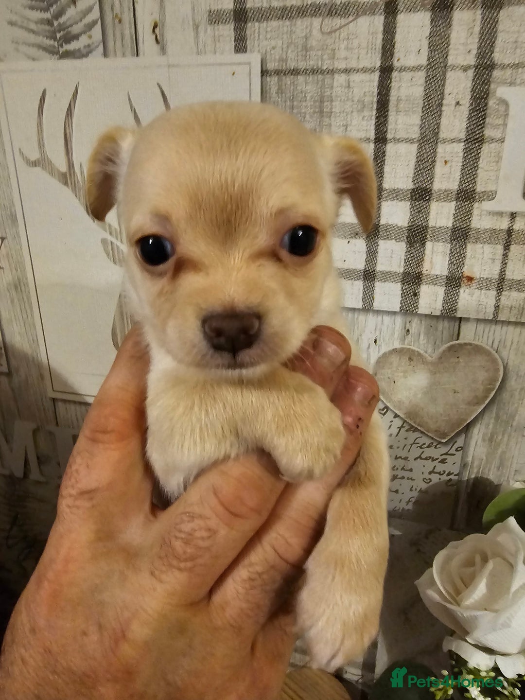 Chihuahua dogs for sale: Chihuahua  - Image 18