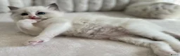 Ragdoll cats for sale: TICA REGISTERED Gorgeous Ragdoll Kitten - Advert 20