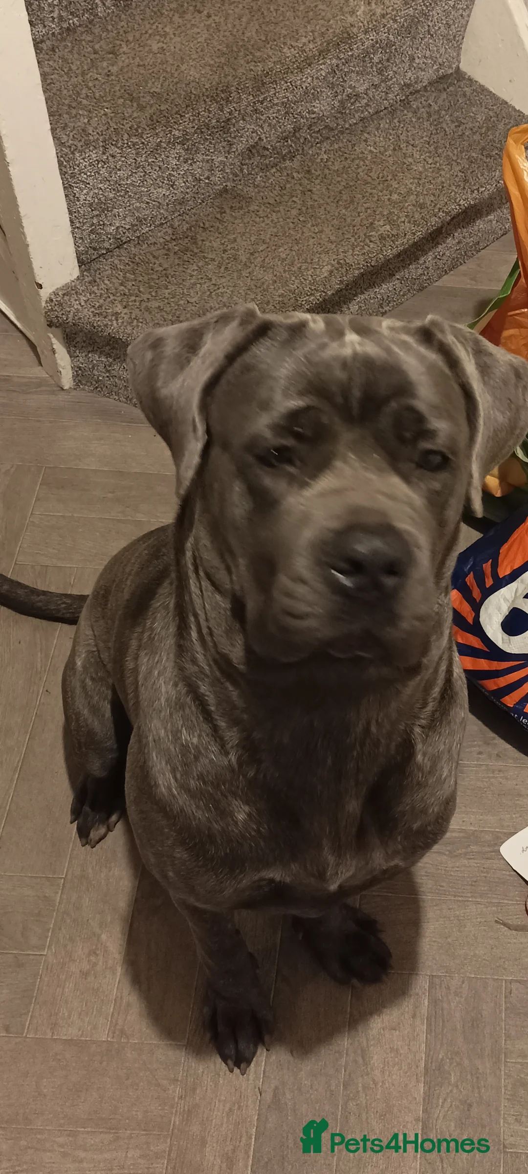 Cane Corso dogs for sale: 18 month old female cane corso, brown and tan l in Birmingham - Advert 2